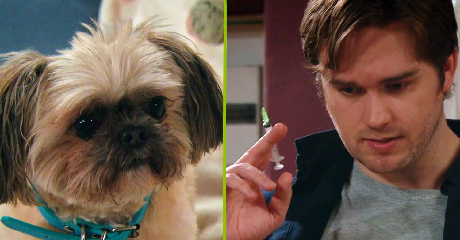 Piper the dog in huge danger, warns Emmerdale producer as Tom’s behaviour worsens
