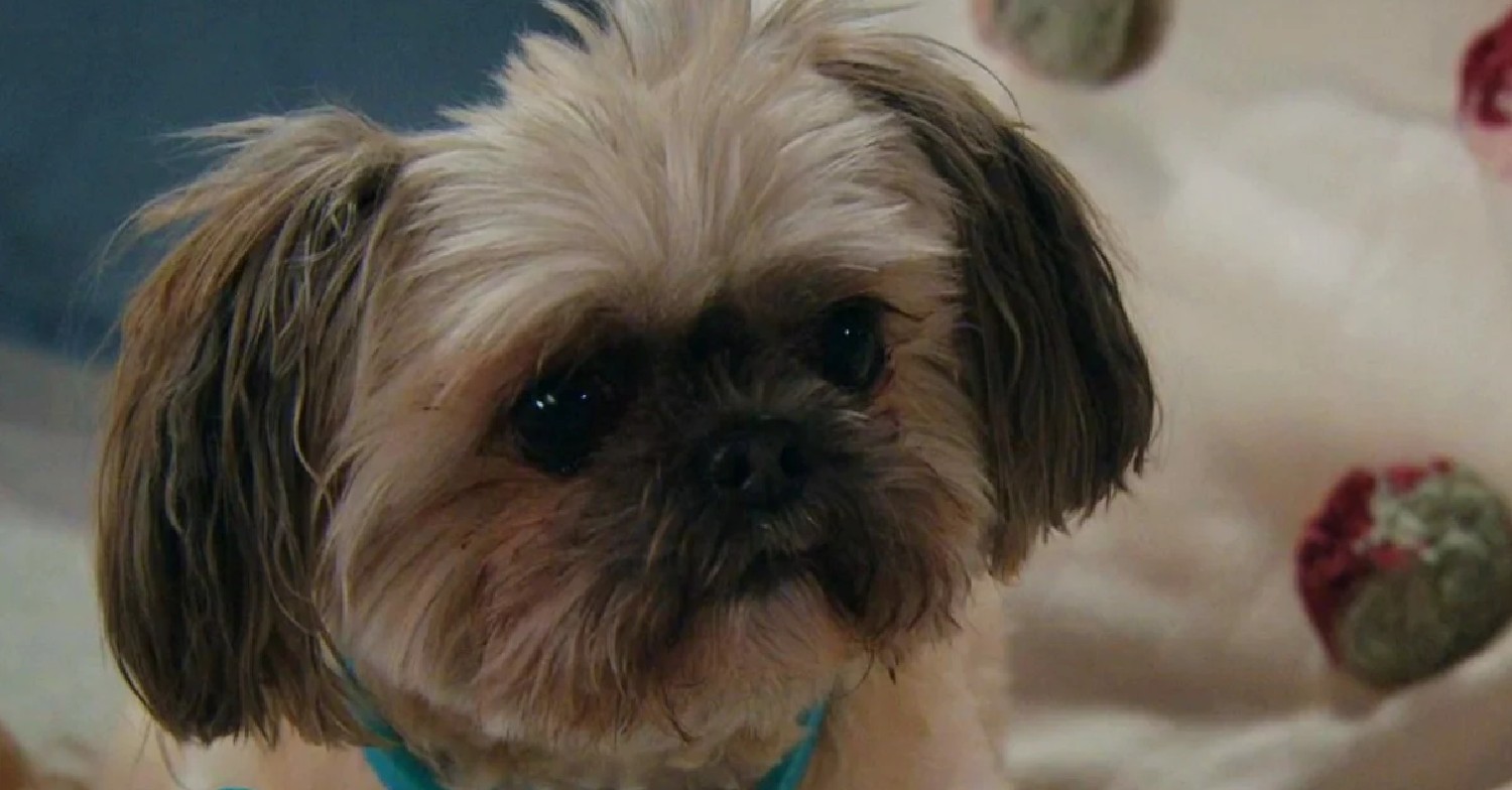 Controversy surrounding Emmerdale puppy Piper as Tom takes his anger out on her again