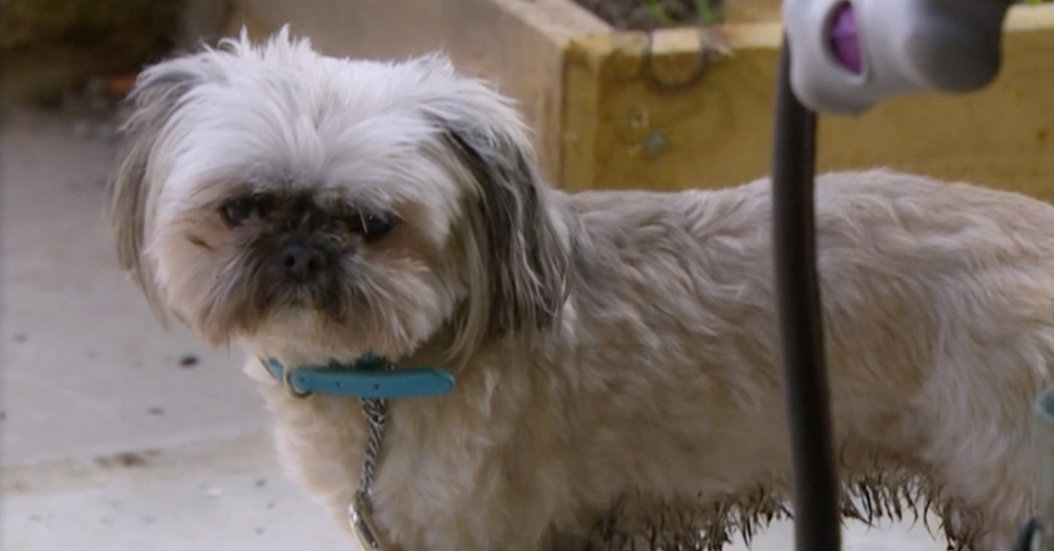 Fans praise ‘trooper’ Piper the dog amid Tom and Belle story