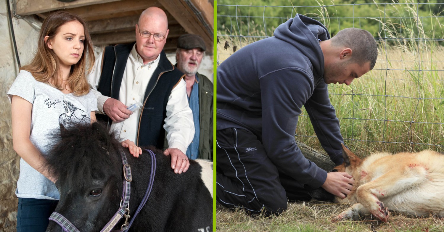 Emmerdale’s saddest animal deaths including Batley the dog and Minty the lamb