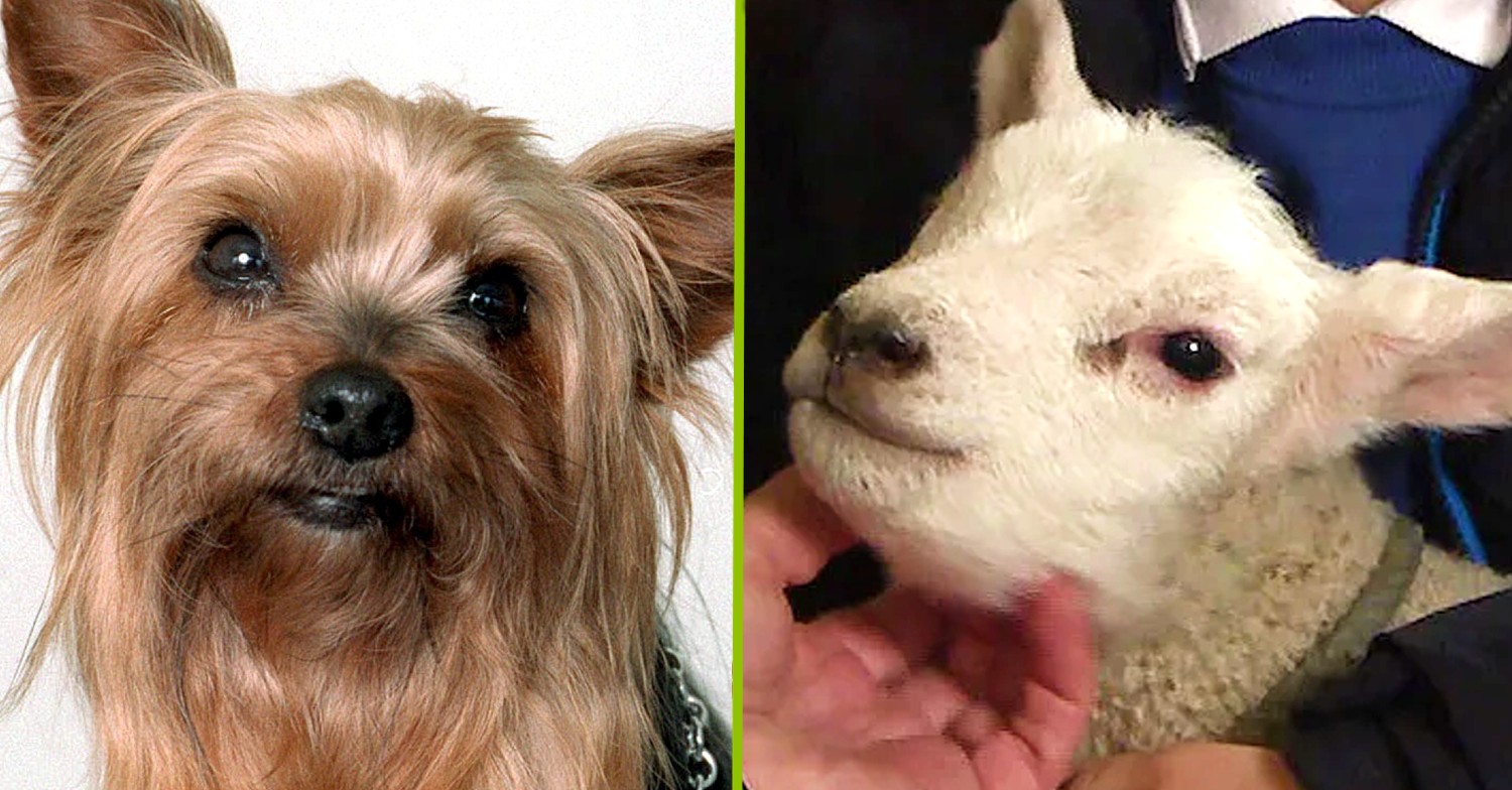 11 Iconic Emmerdale pets – loyal canines, a crazy cockatoo and a killer horse!