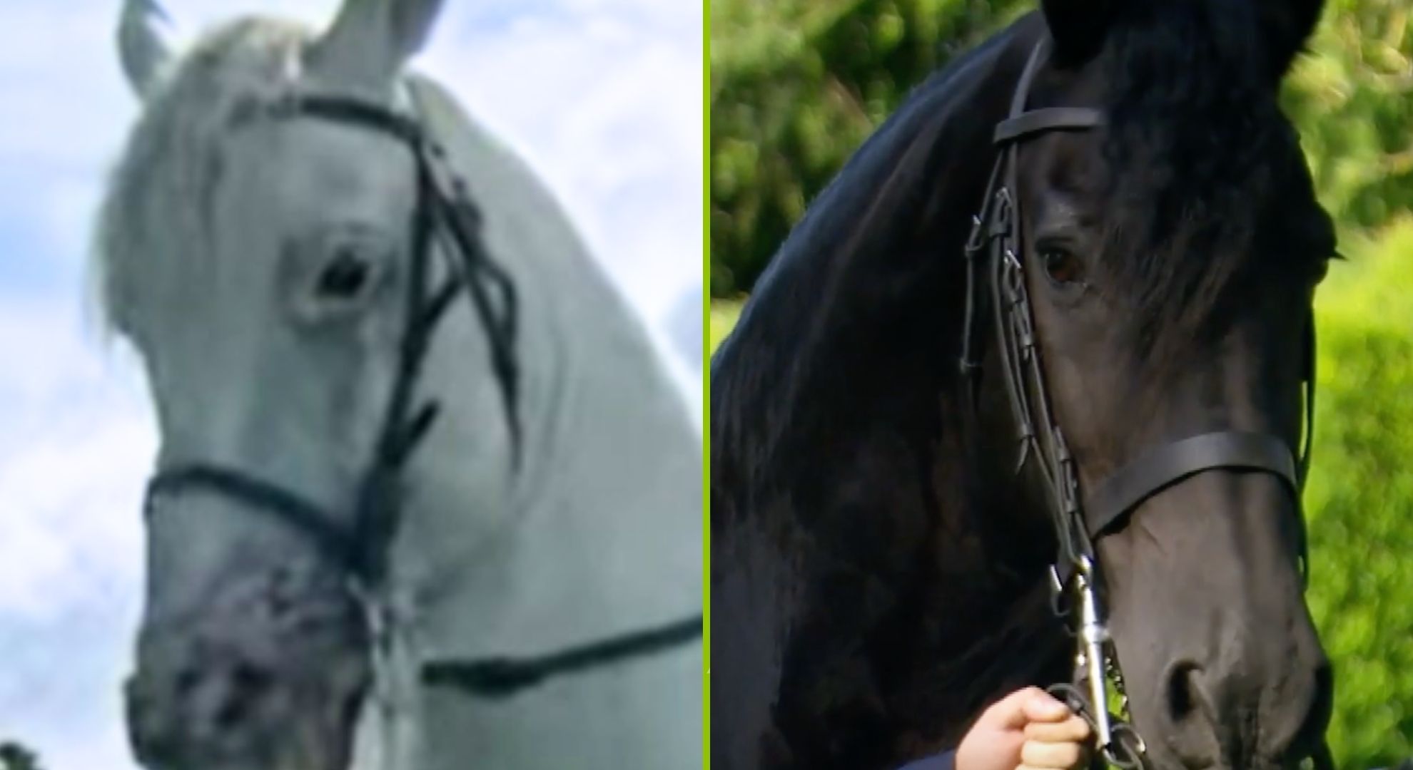 Wild fan theory predicts that body bag flashforward victim is actually a horse